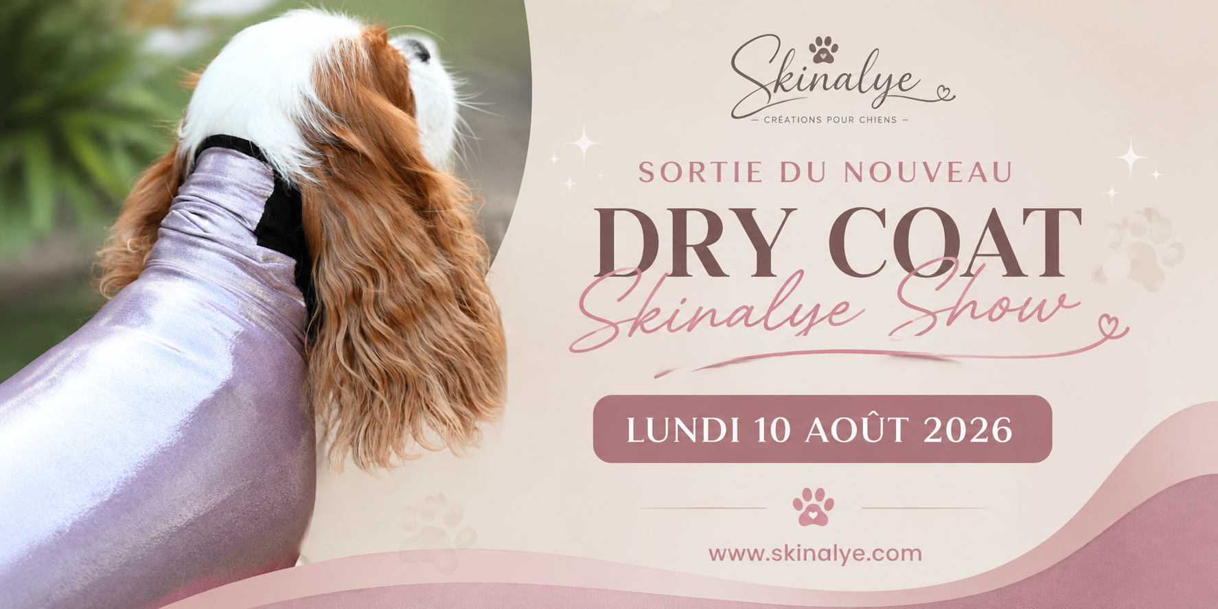 Dry Coat chien pour Cavalier King Charles